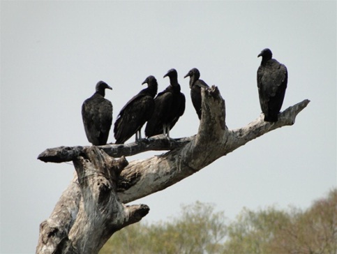 Até que não são feios.